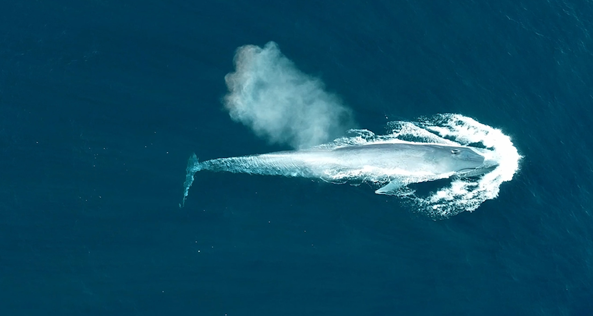 护佑生命并肩前行·雷火竞技电竞生物品牌片